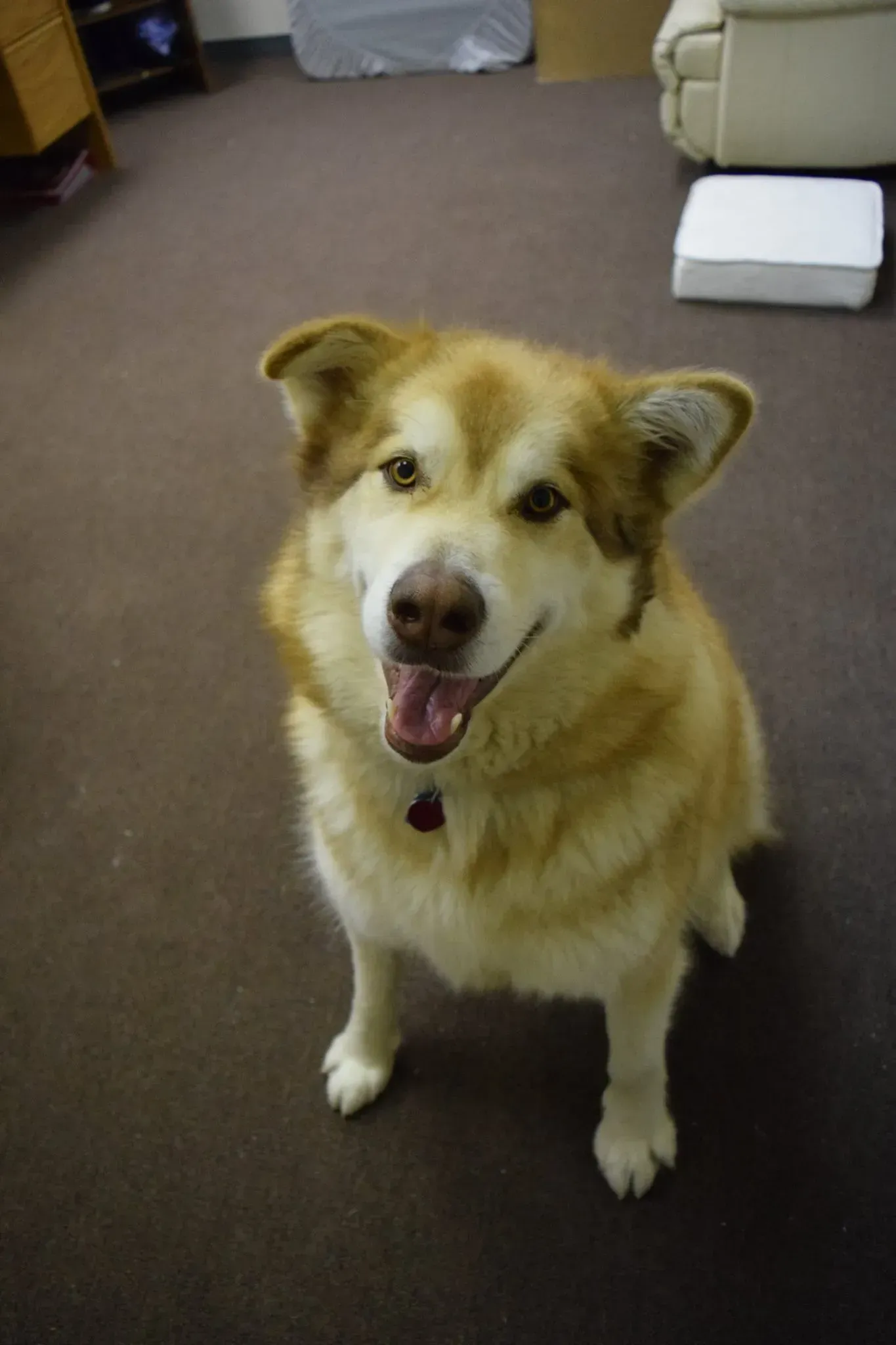 A brown and white dog is sitting on a carpeted floor and looking at the camera.