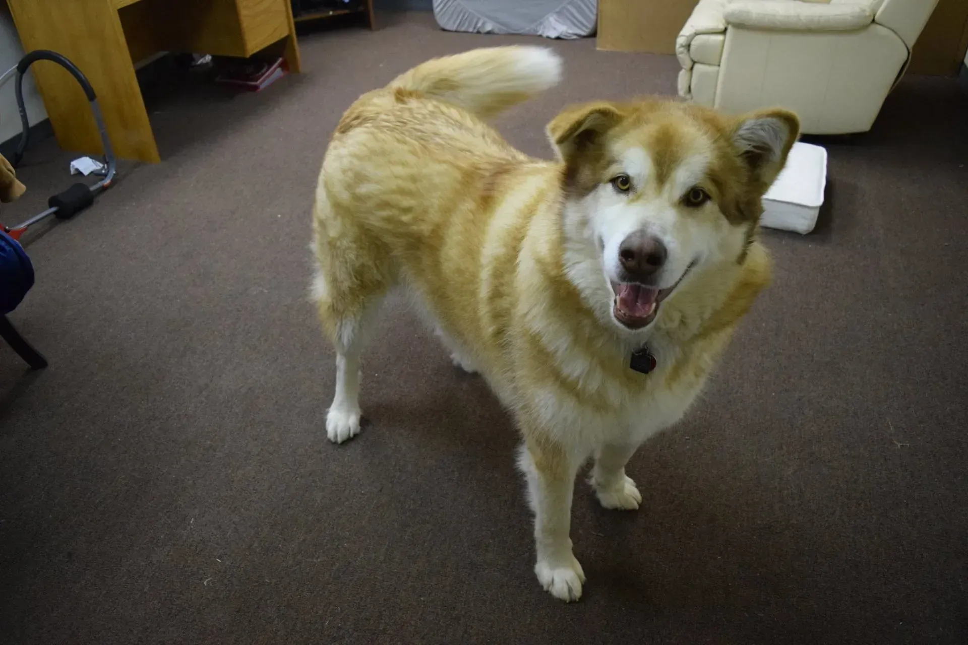 A brown and white dog is standing on a carpeted floor in a room.