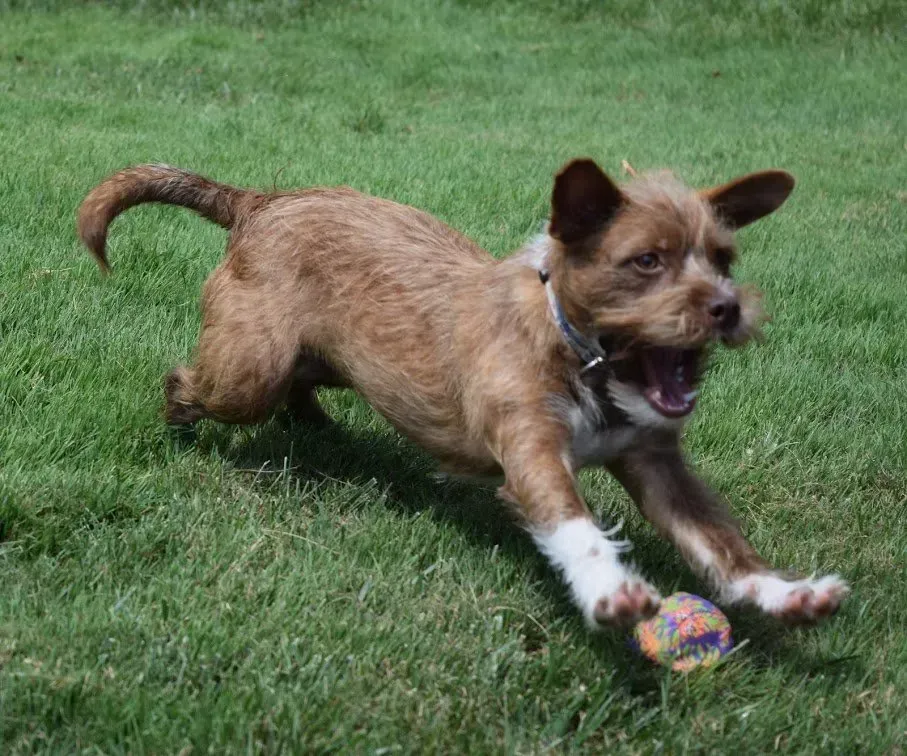 A brown and white dog is running with a ball in the grass.