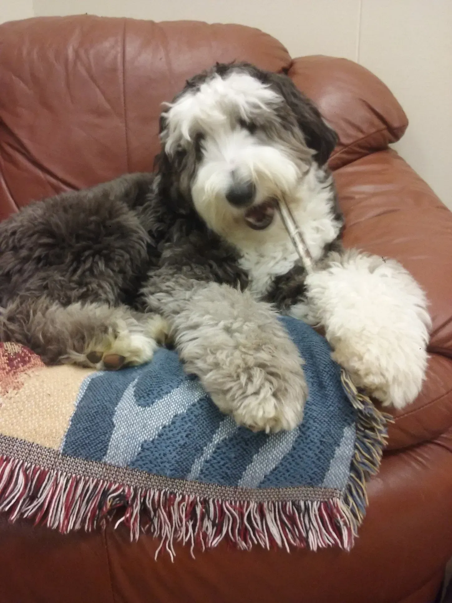 A dog is laying on a blanket on a couch