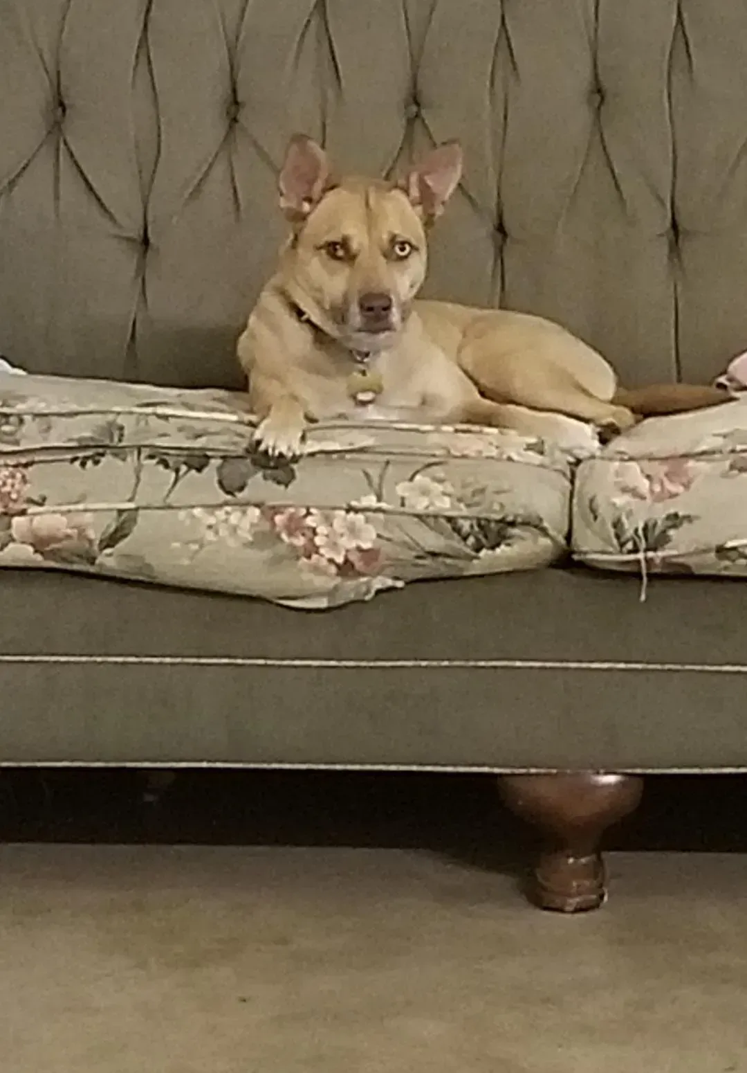 A dog is laying on a couch with a floral pillow.