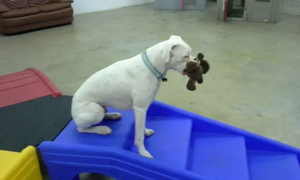 A white dog is sitting on a blue staircase with a stuffed animal in its mouth