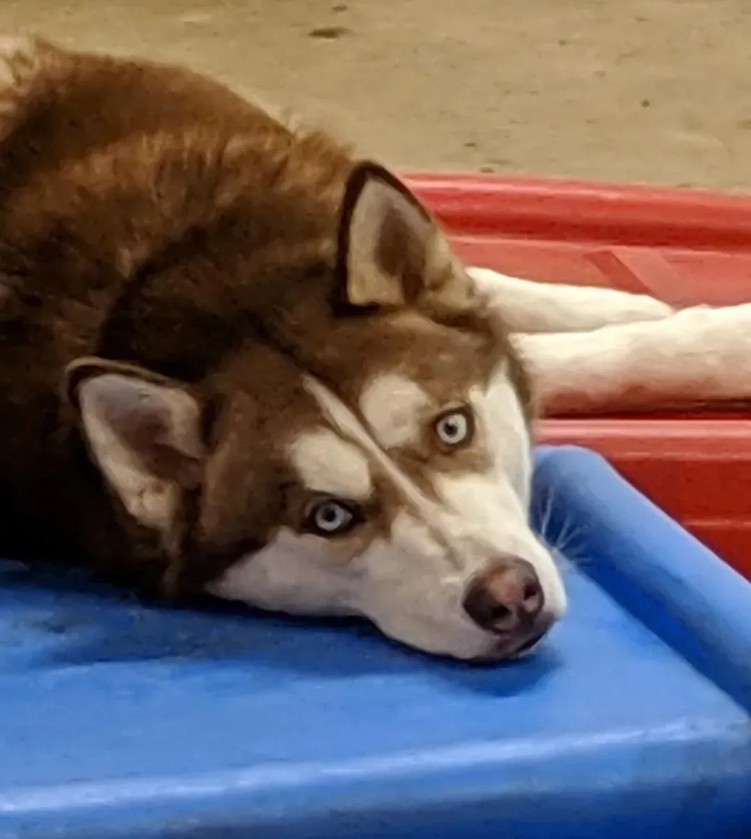 A husky dog laying on top of a blue container