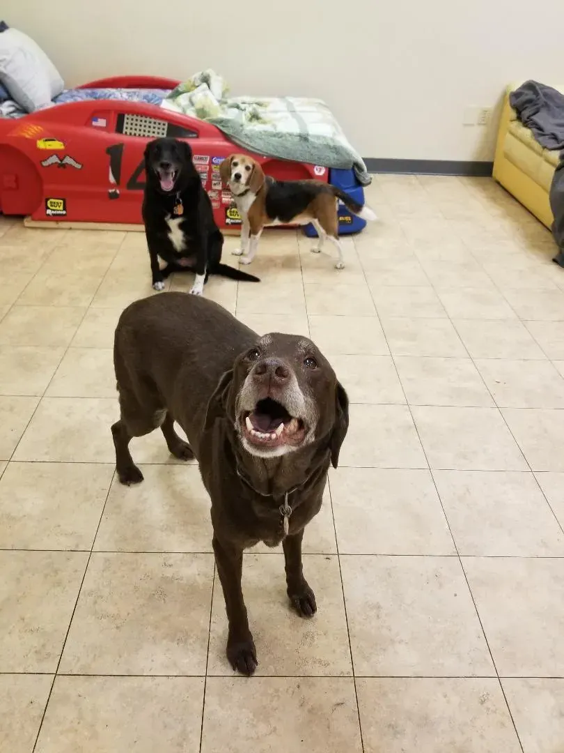Three dogs are standing in a room with a race car bed in the background