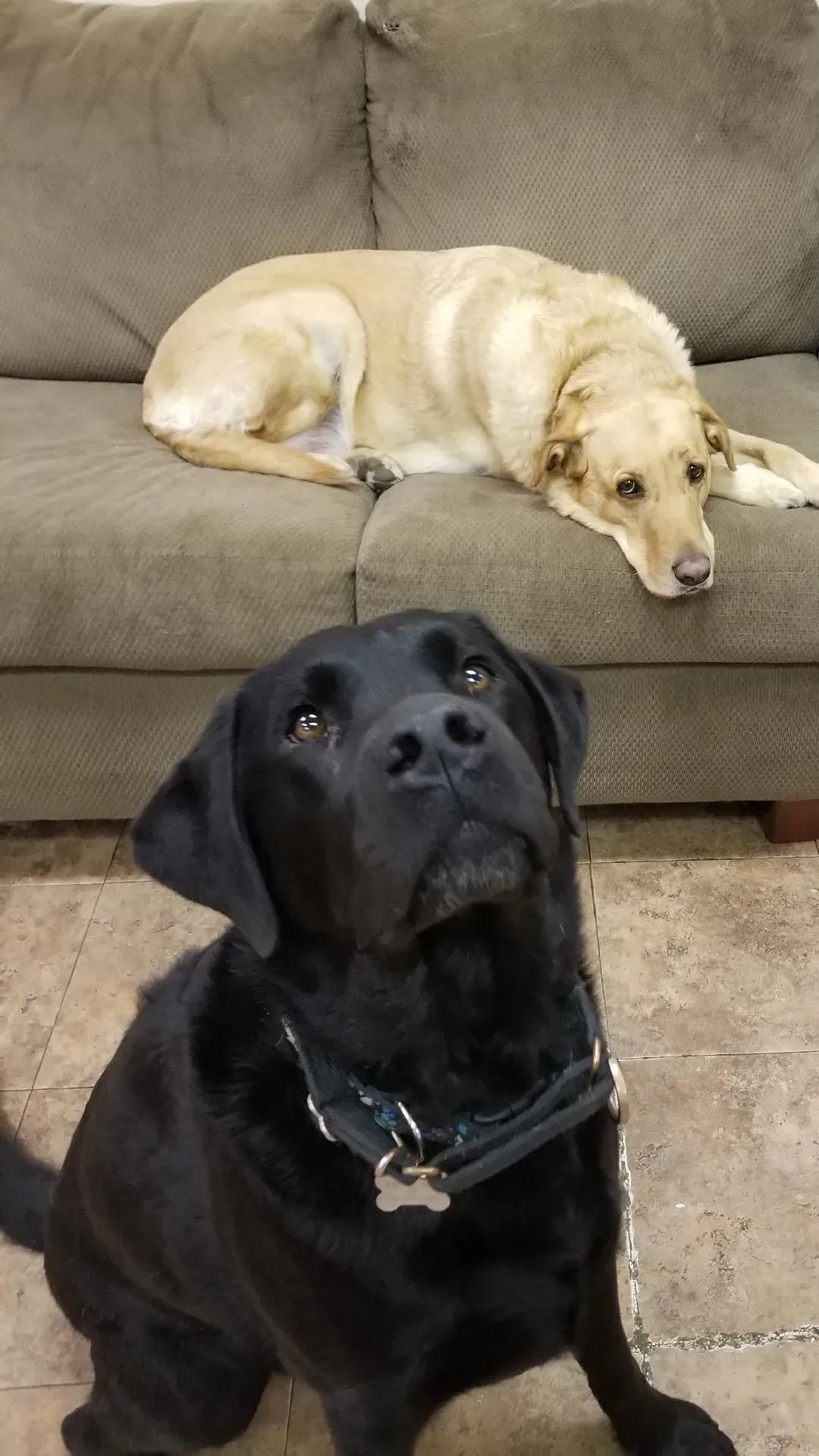 A black dog is sitting next to a yellow dog laying on a couch.