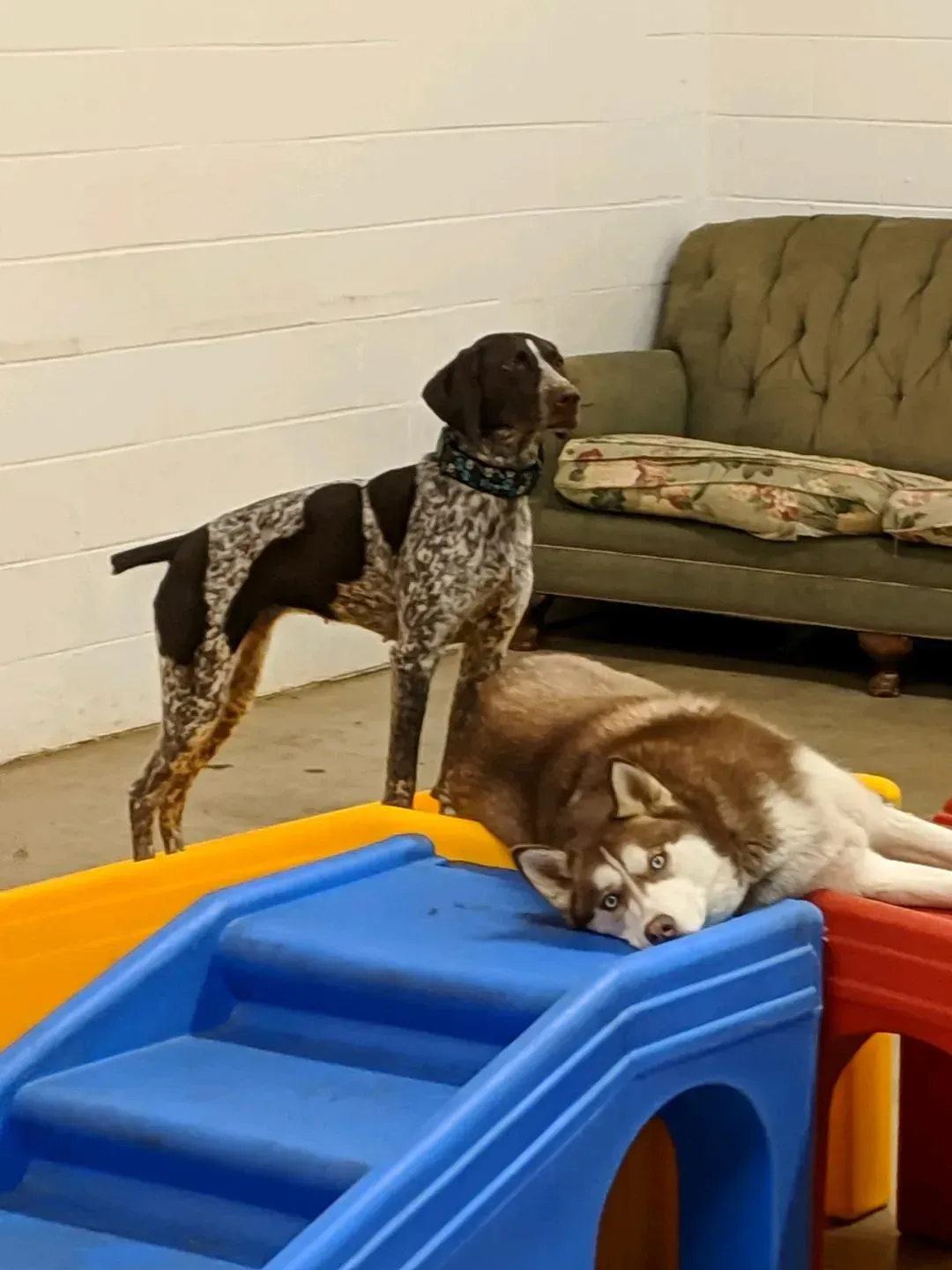 A dog standing next to a husky dog laying on a slide.