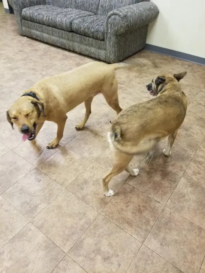Two dogs are standing next to each other on a tiled floor in a room.