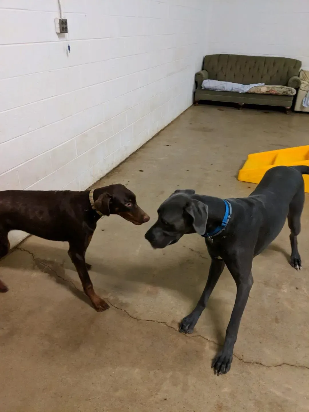 Two dogs standing next to each other in a room
