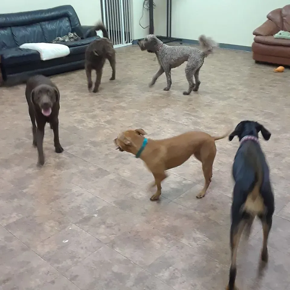 A group of dogs are playing in a living room