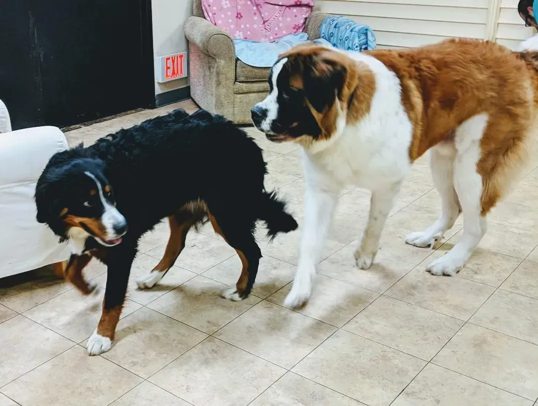 Two dogs are standing next to each other on a tiled floor.