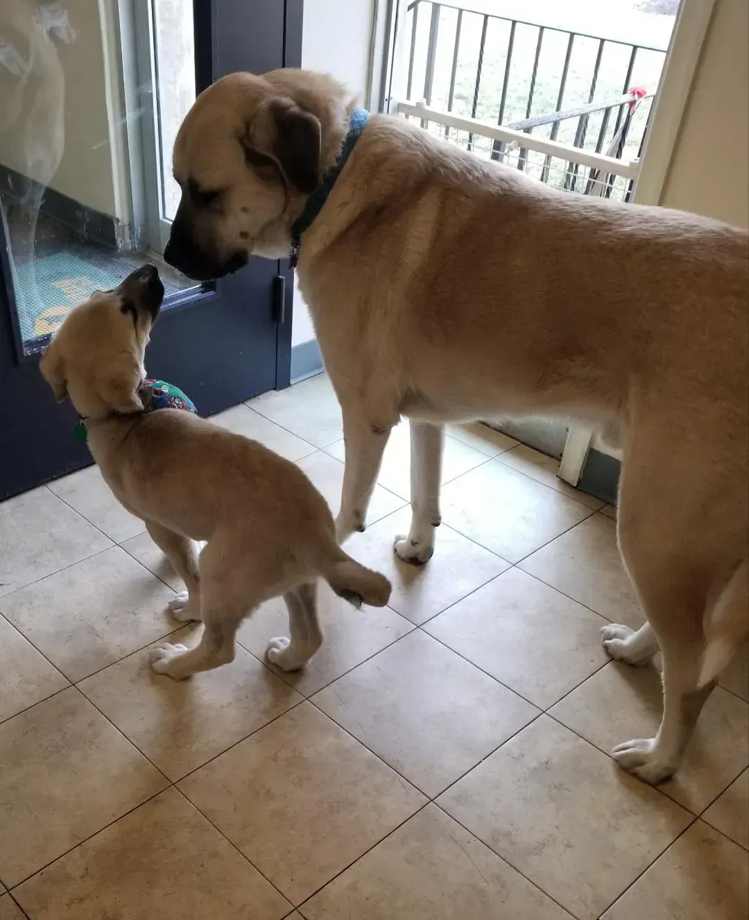 Two dogs standing next to each other on a tiled floor
