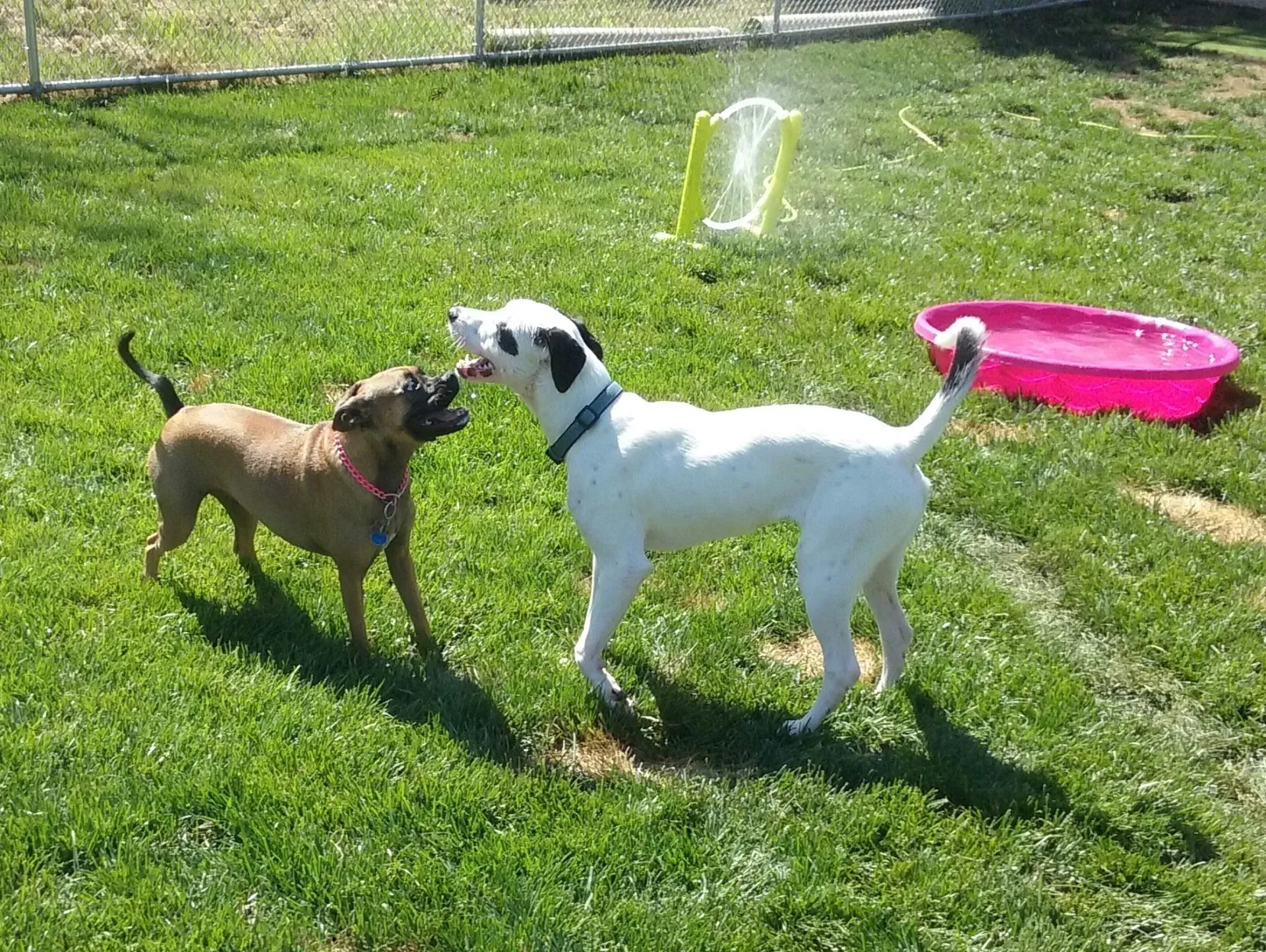 Two dogs are playing in the grass with a pink pool in the background.
