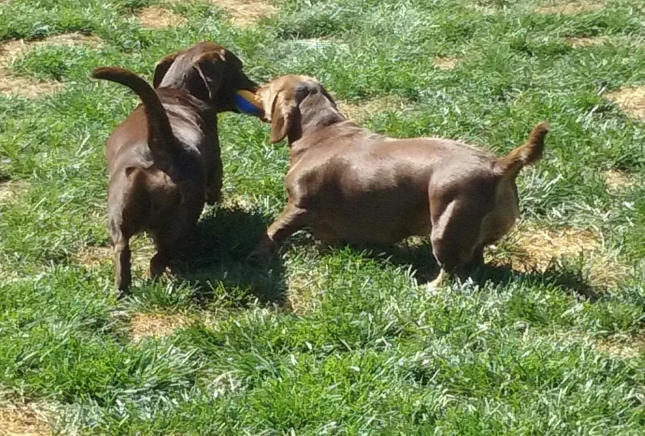 Two brown dogs are playing with a blue toy in the grass