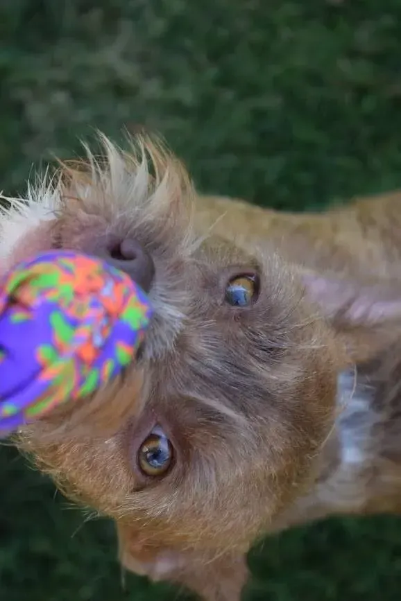 A close up of a dog with a toy in its mouth.