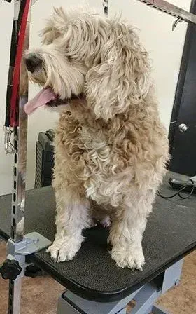 A small dog is sitting on a grooming table with its tongue out.