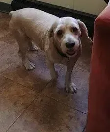 A small white dog is standing on a tiled floor next to a red couch.