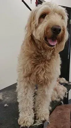 A dog is sitting on a table with its tongue out.