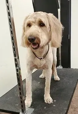 A dog is standing on a grooming table.