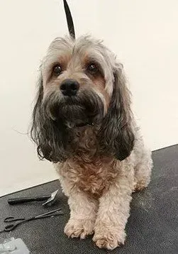 A small dog is sitting on a table next to scissors.