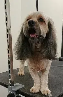 A small dog is standing on a grooming table.