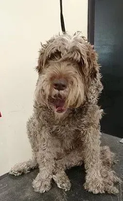 A brown dog is sitting on a table with its mouth open.