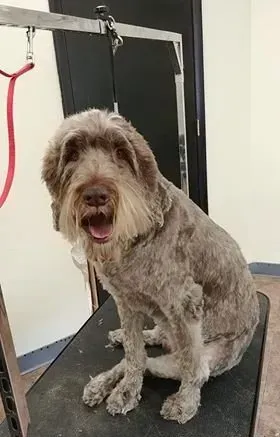A dog is sitting on a grooming table with its mouth open.
