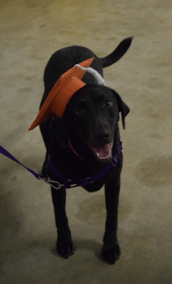 A black dog wearing an orange hat and a purple leash