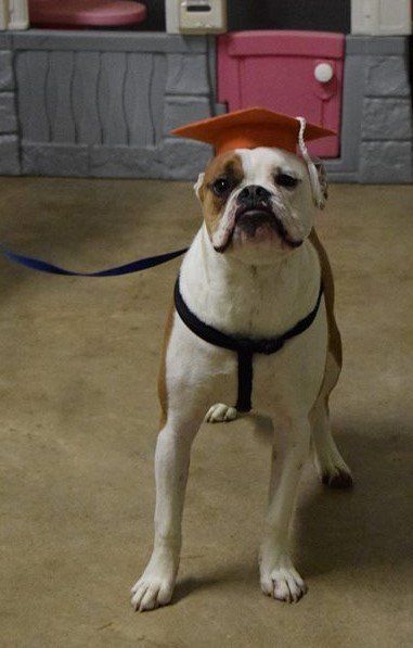 A brown and white dog wearing a graduation cap