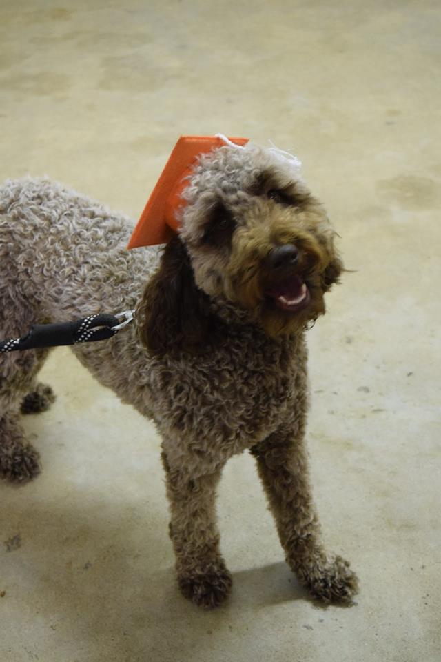 A small dog is standing on a leash with an orange cone on its head.