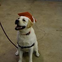 A dog wearing a graduation cap is sitting on the floor.