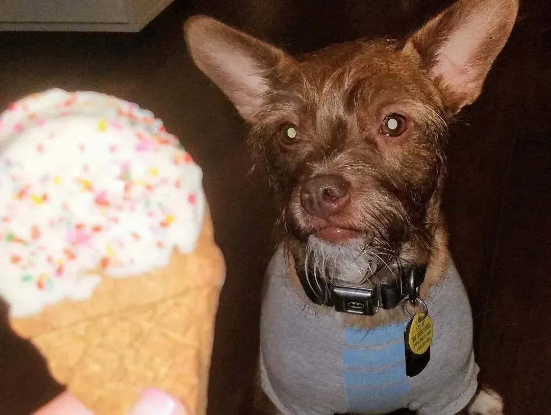 A small brown dog is looking at an ice cream cone with sprinkles
