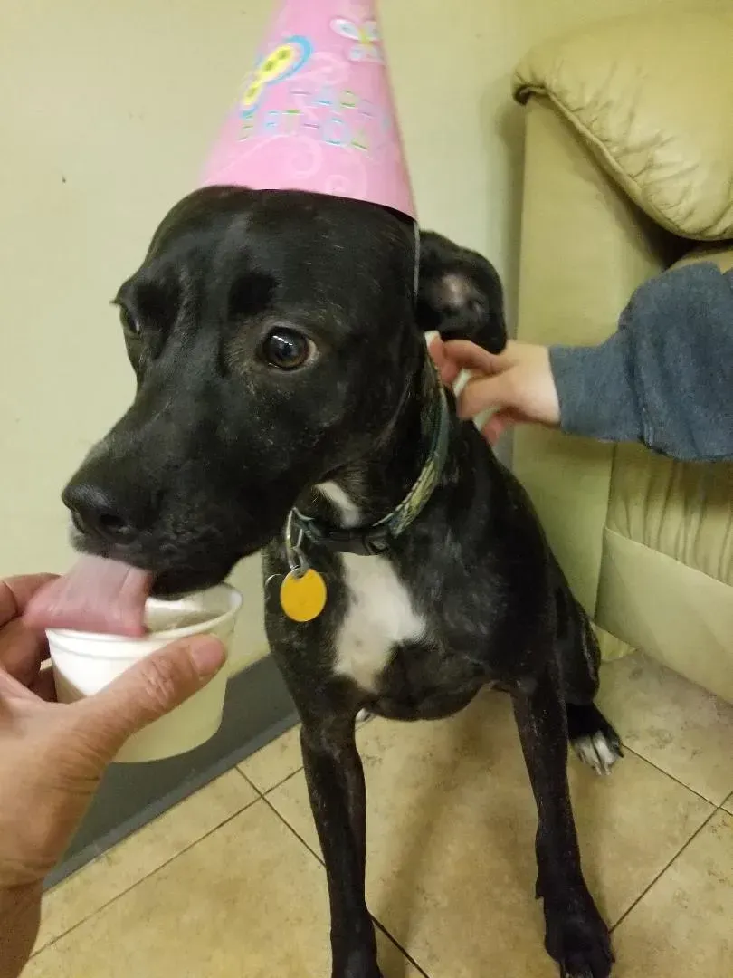 A black dog wearing a pink birthday hat is drinking from a cup