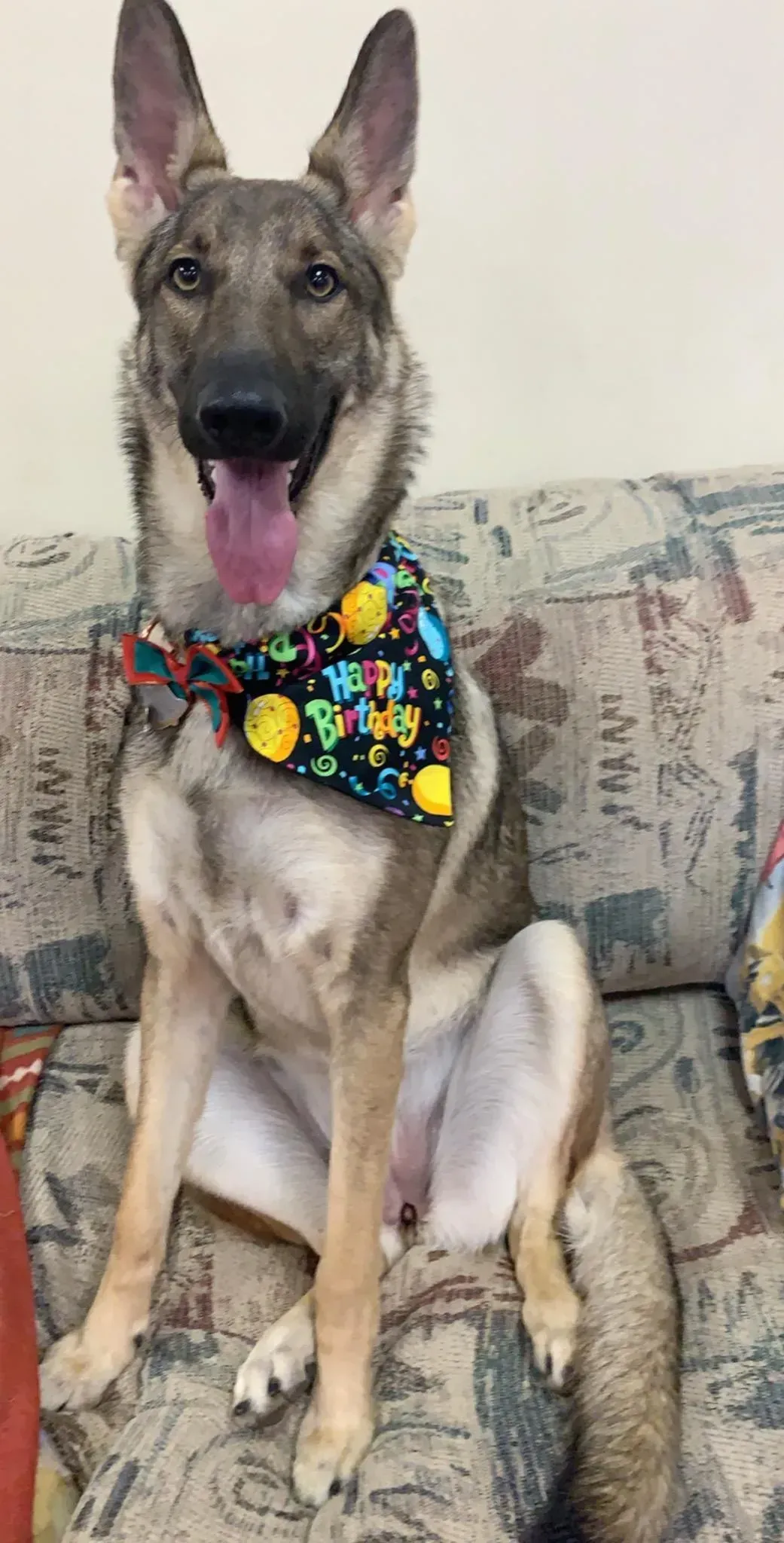 A german shepherd dog wearing a bow tie is sitting on a couch.
