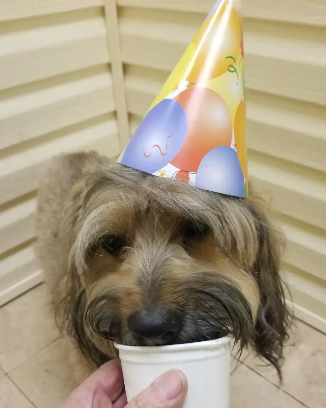 A dog wearing a party hat holds a cup in its mouth