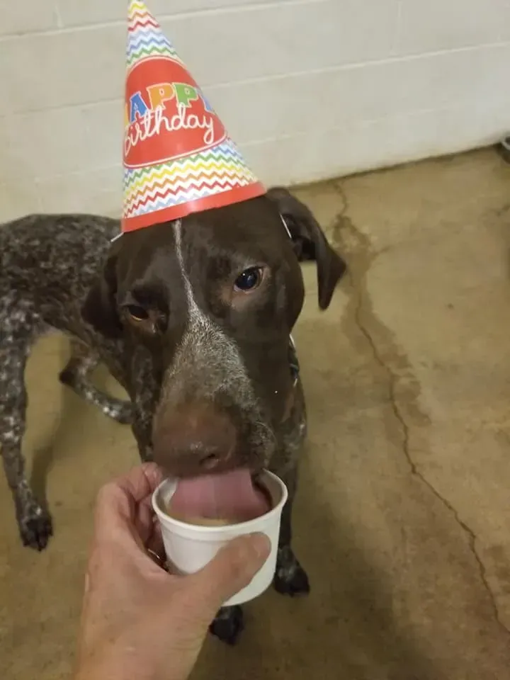 A dog wearing a birthday hat is drinking from a cup