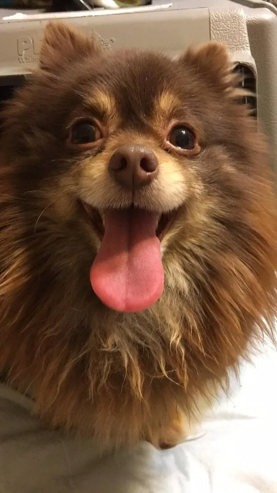 A close up of a pomeranian dog with its tongue out.