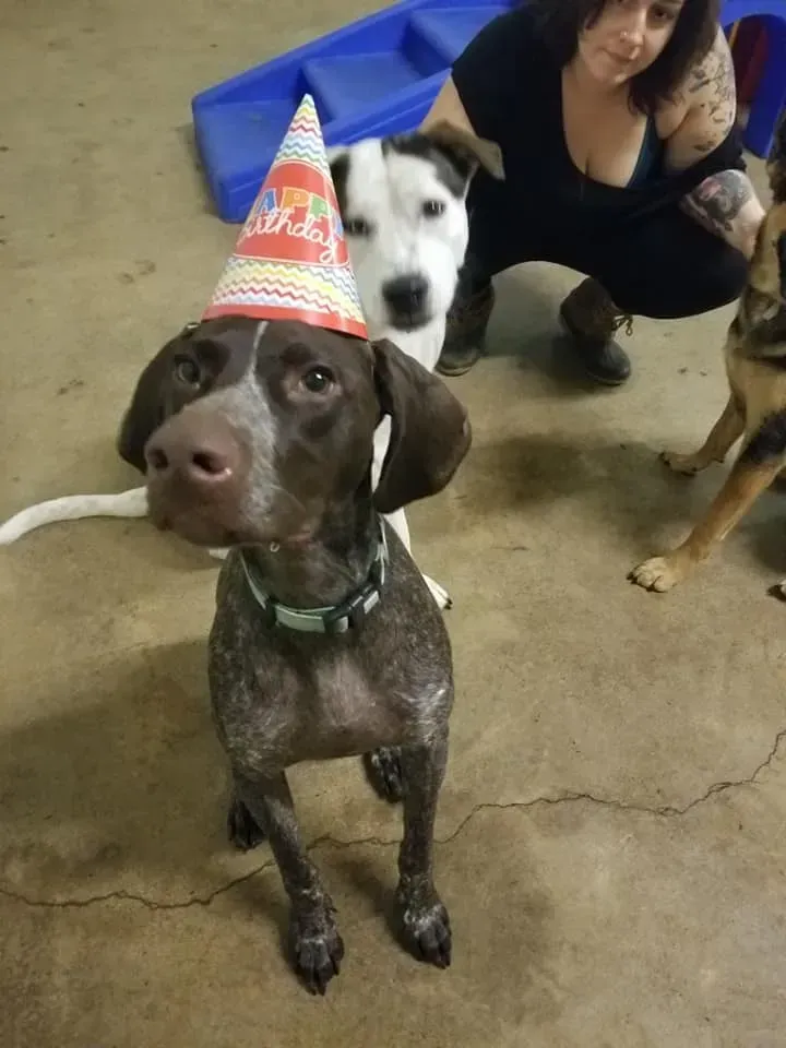 A dog wearing a birthday hat looks at the camera