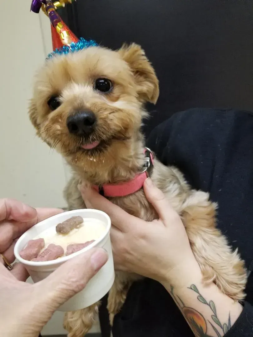 A small dog wearing a party hat is being held by a person