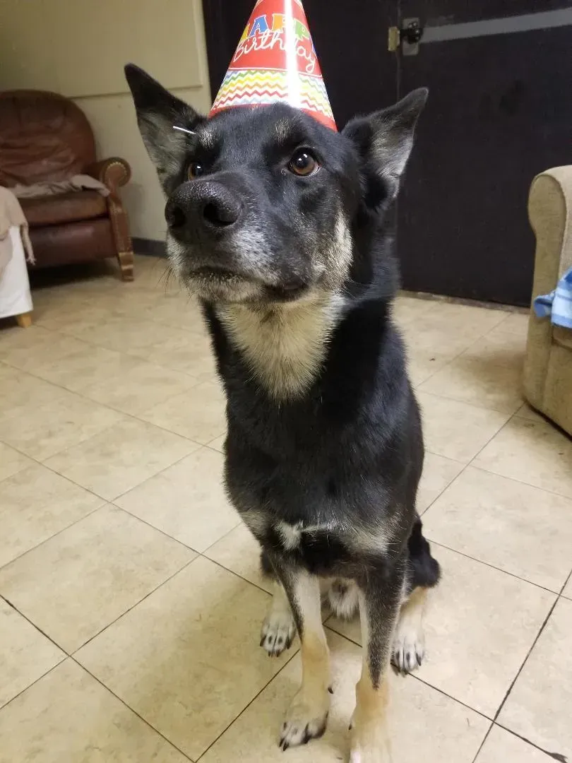 A black and brown dog wearing a birthday hat