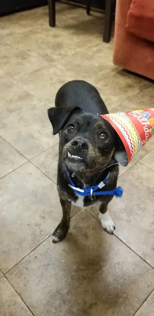 A small dog wearing a birthday hat is standing on a tiled floor.