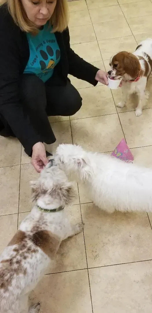 A woman is kneeling on the floor feeding three dogs.
