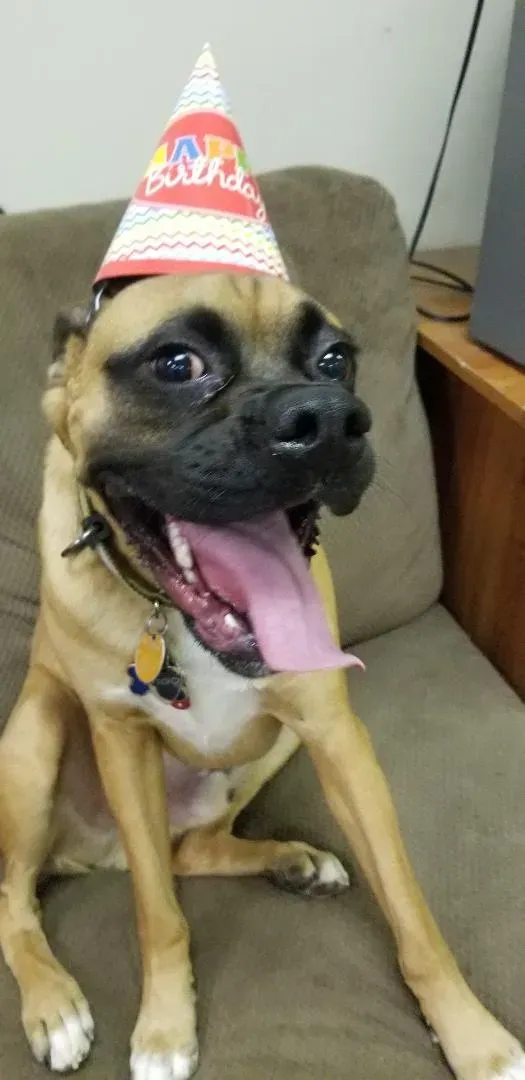 A dog wearing a birthday hat is sitting on a couch.
