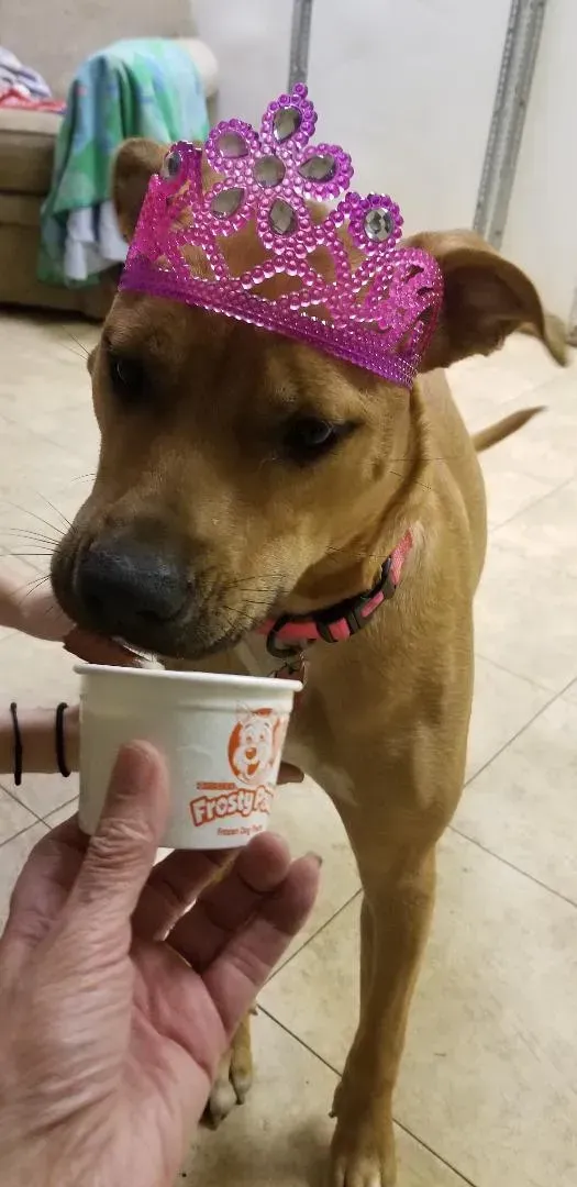 A dog wearing a pink tiara is eating from a bowl.