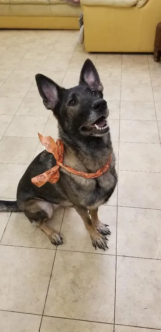 A dog is sitting on a tiled floor wearing a scarf around its neck.