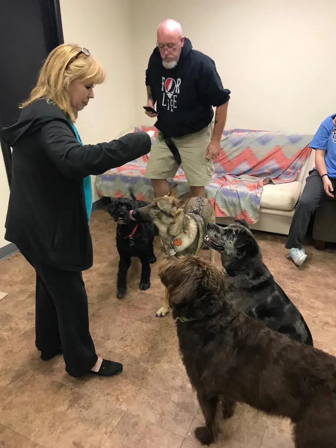 A woman is feeding a group of dogs in a room.
