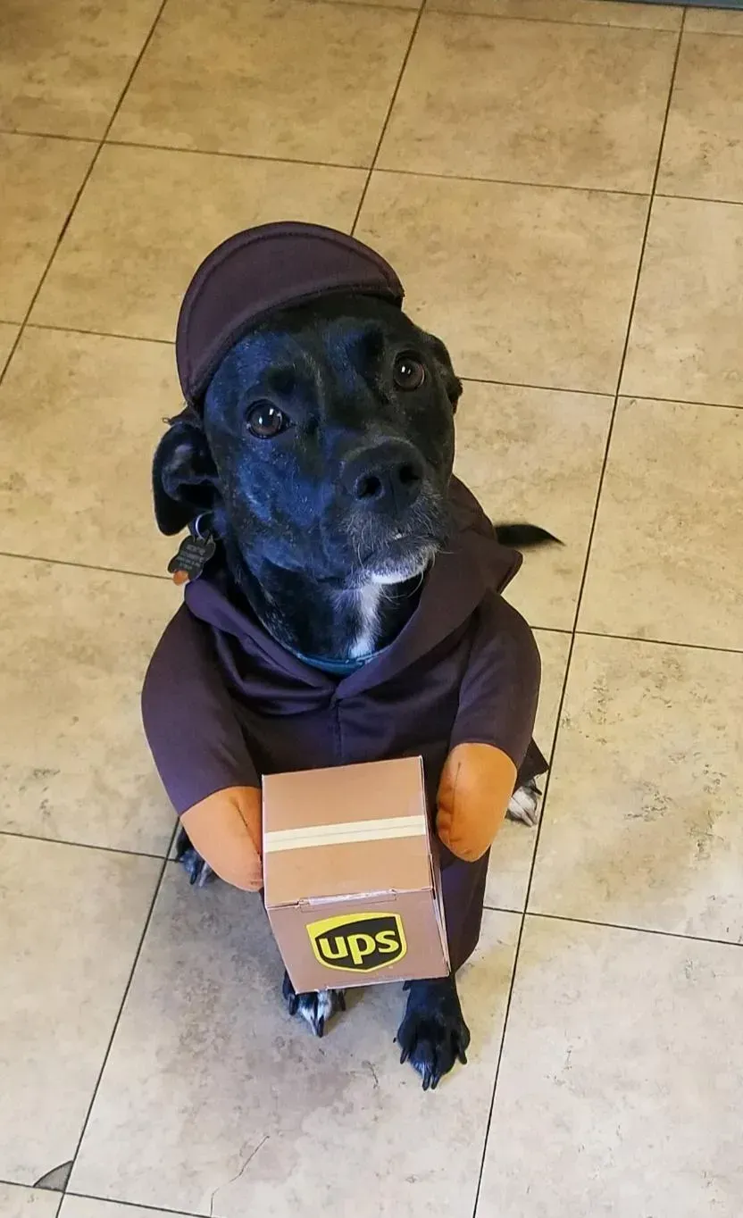 A dog dressed as a ups delivery man is holding a box