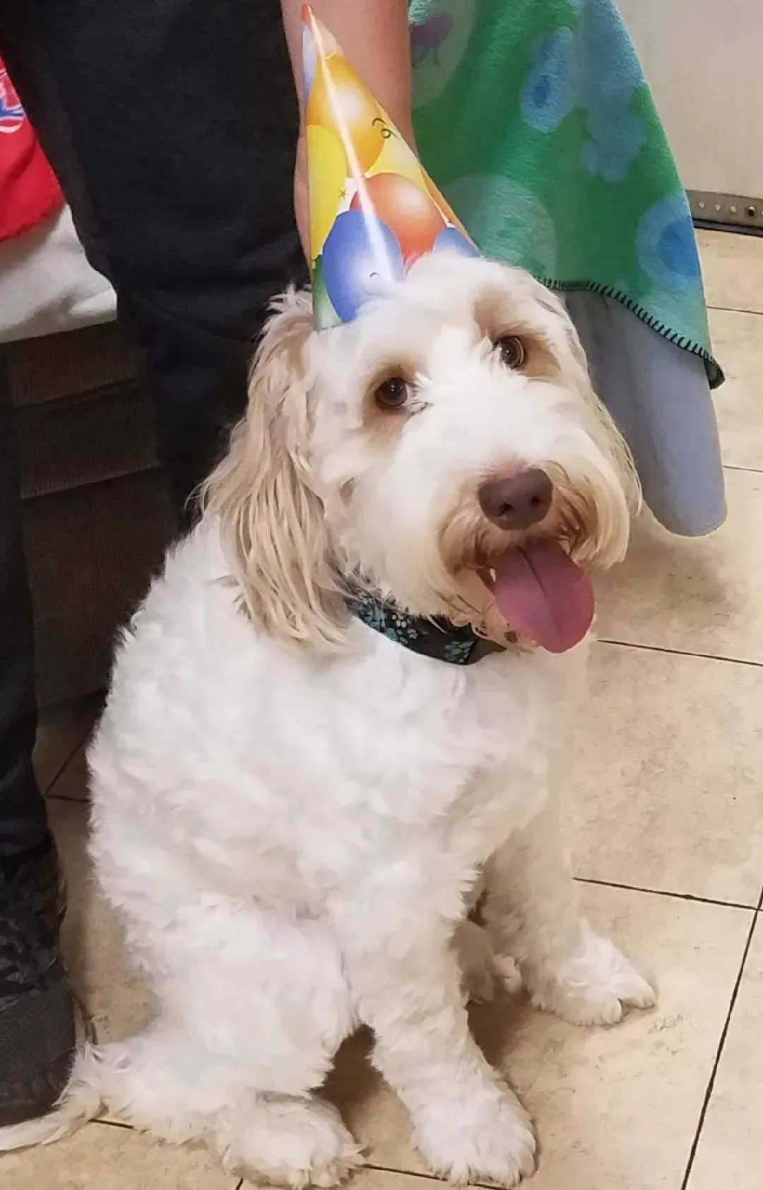 A small white dog wearing a birthday hat is sitting next to a person.