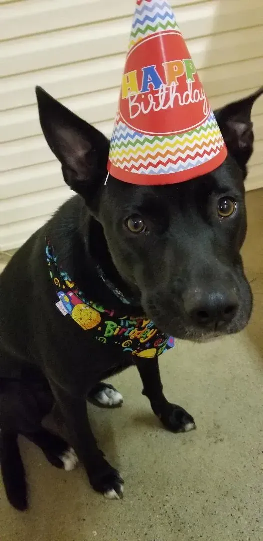 A black dog wearing a happy birthday hat