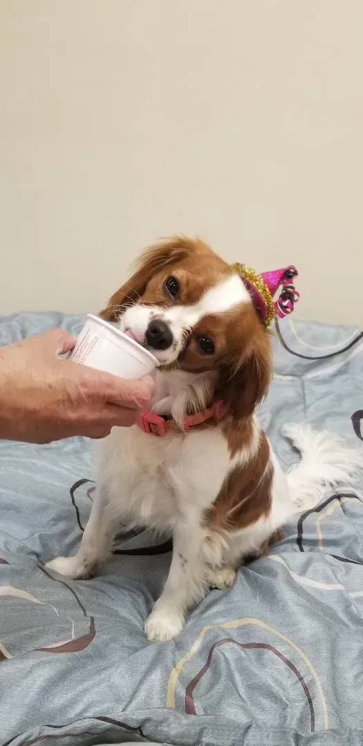A brown and white dog wearing a birthday hat is being fed by a person.