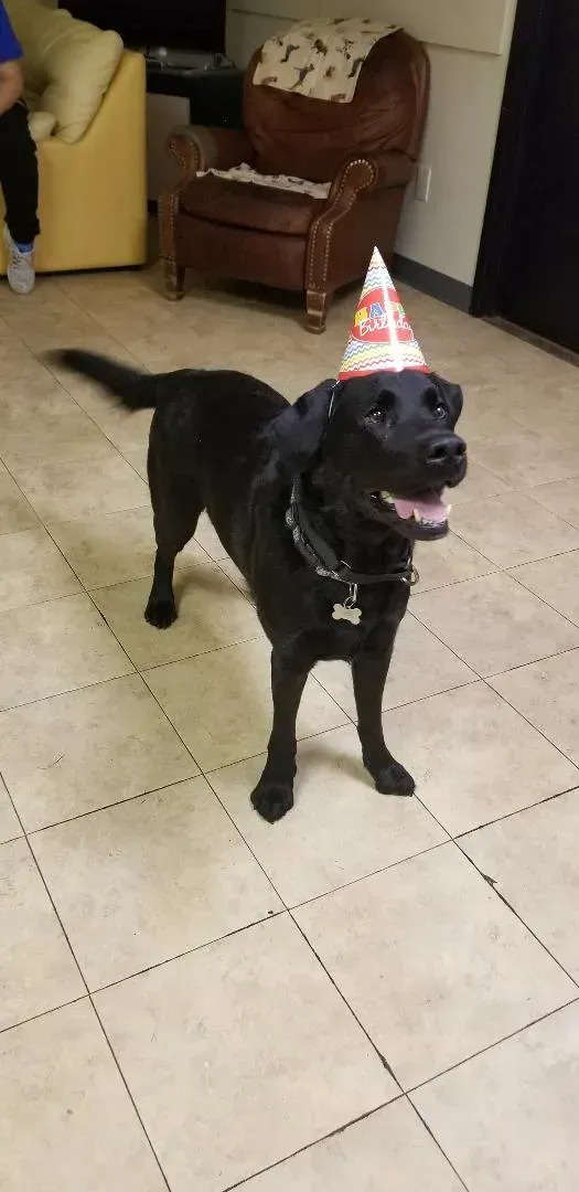 A black dog wearing a birthday hat is standing on a tiled floor.